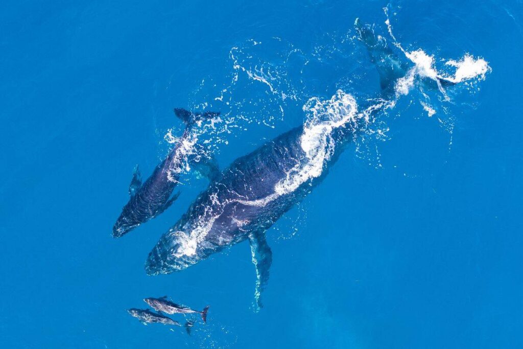 Seasonal Noosa getaway in Winter  you may do whale watching with humpback whales in clear blue water