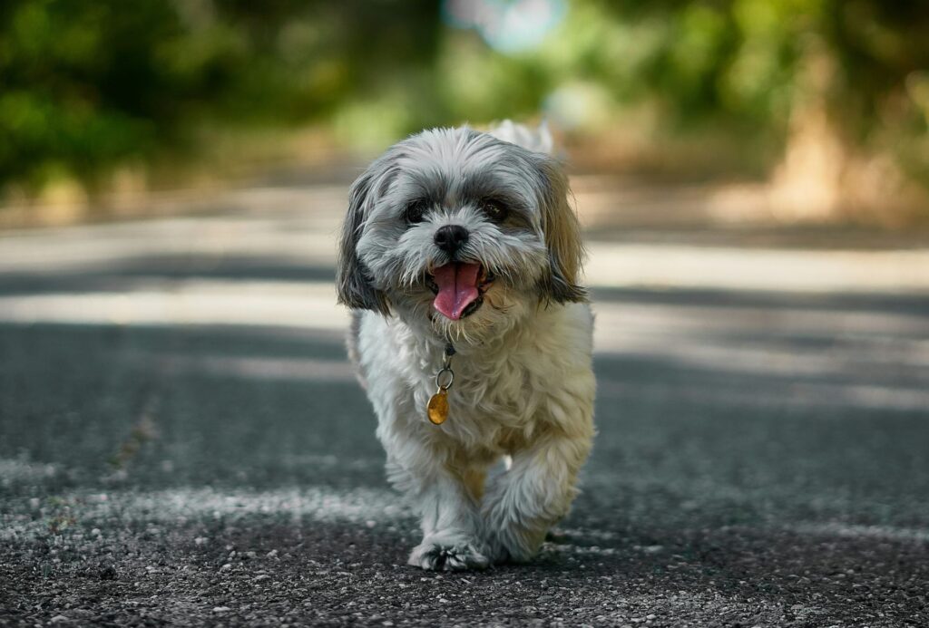 pet friendly accommodation noosa